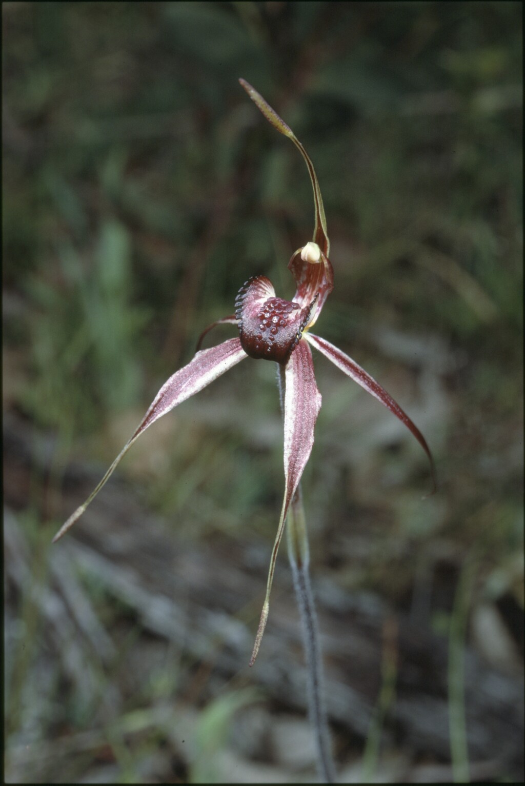 Caladenia calcicola (hero image)