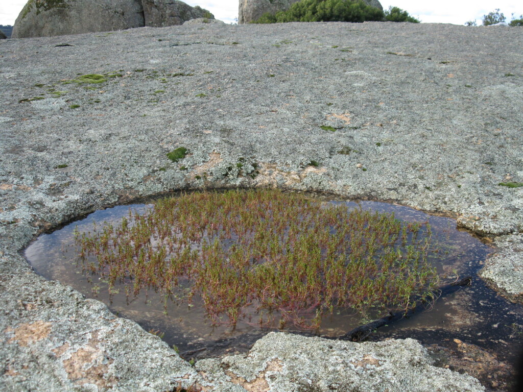 Myriophyllum striatum (hero image)