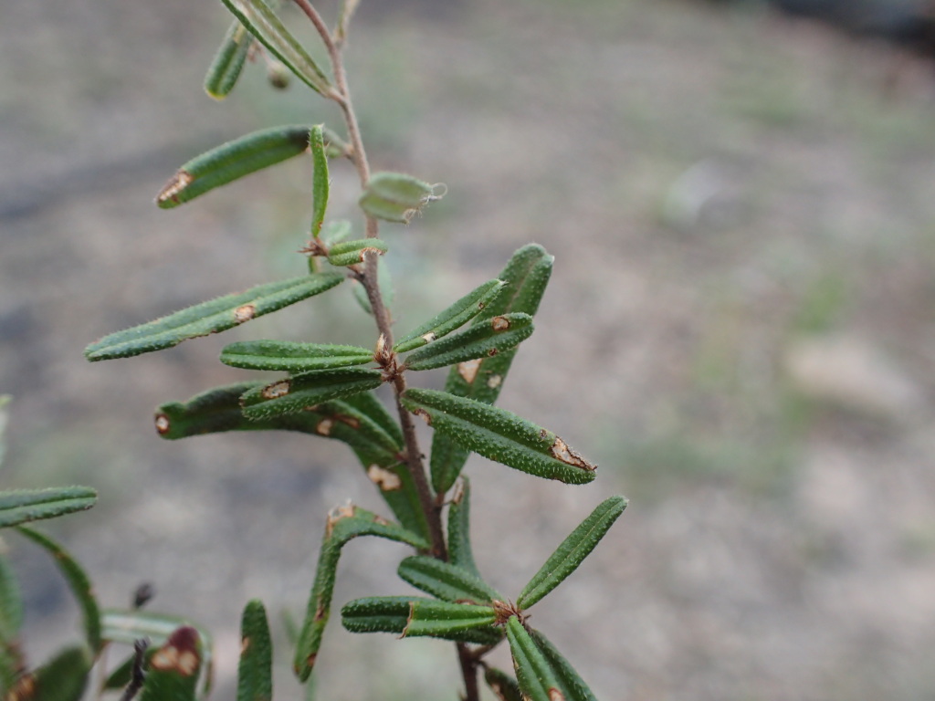 Pomaderris helianthemifolia subsp. hispida (hero image)