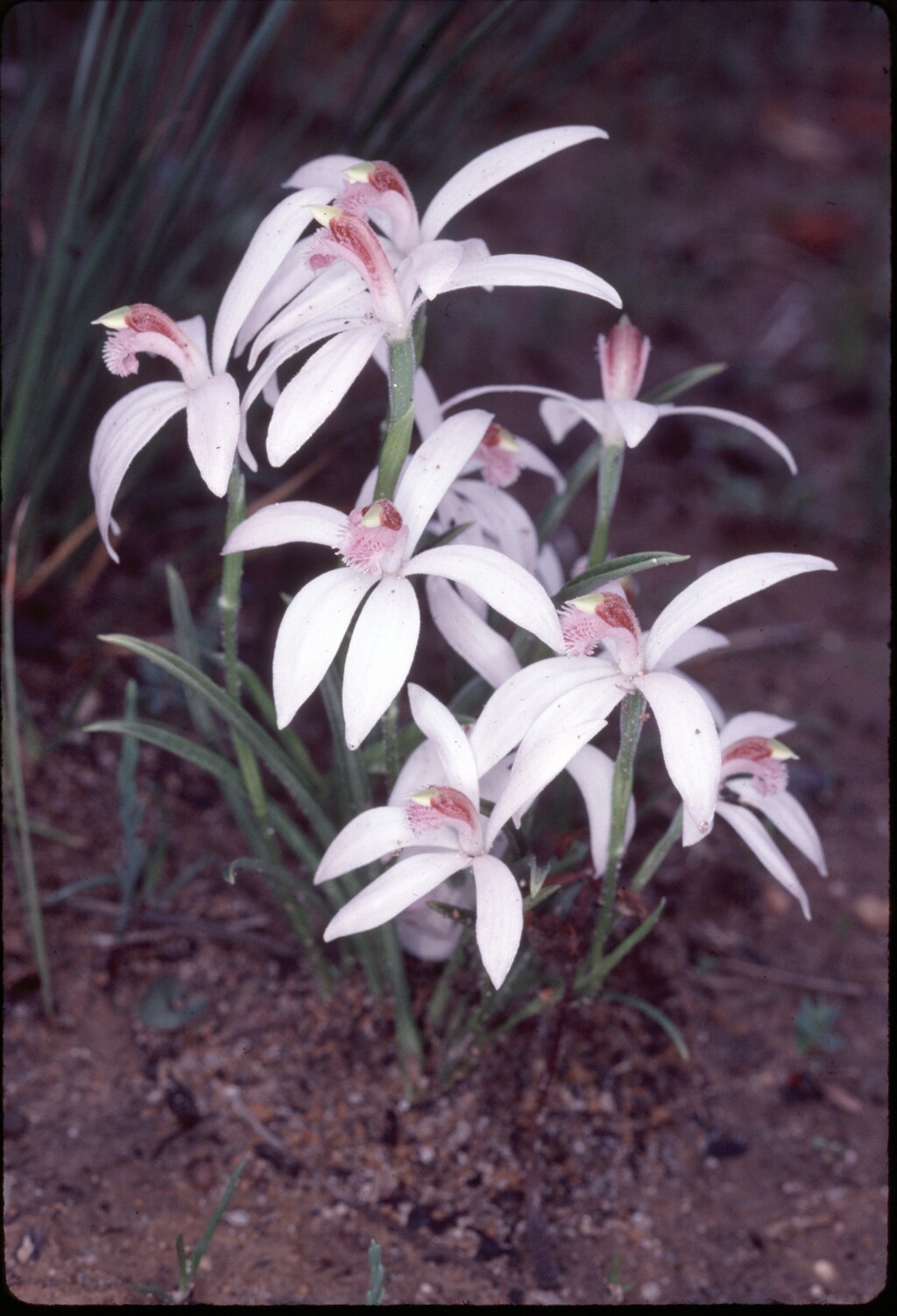 Pheladenia deformis (hero image)