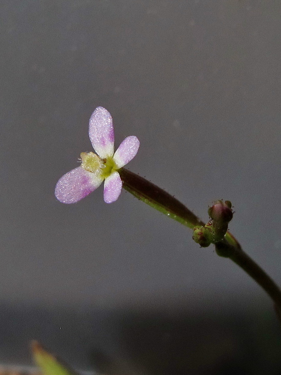 Stylidium despectum (hero image)