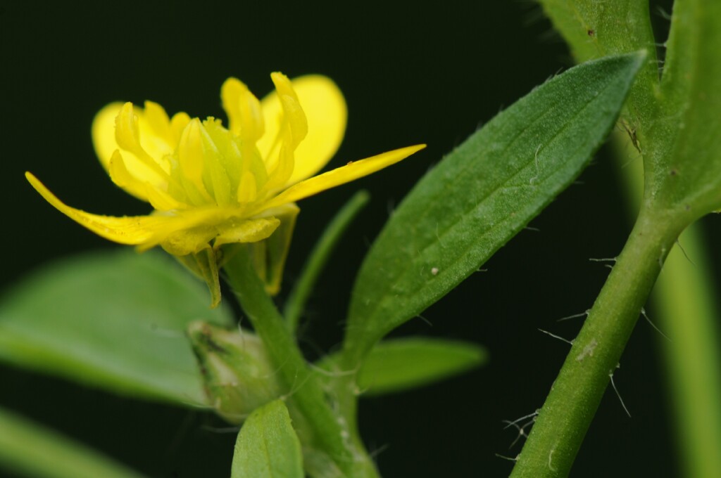 Ranunculus (hero image)
