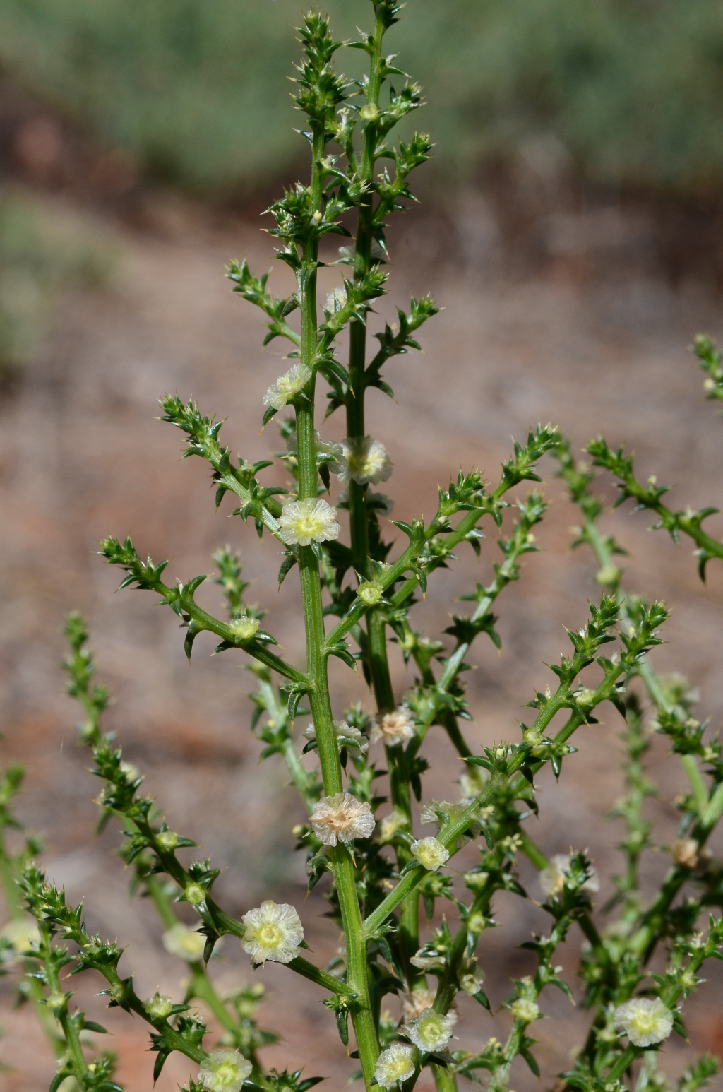 Salsola (hero image)