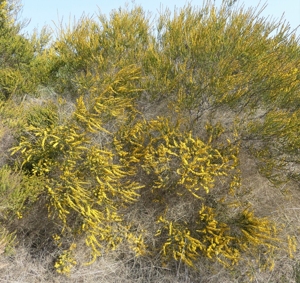 Acacia lineata (hero image)