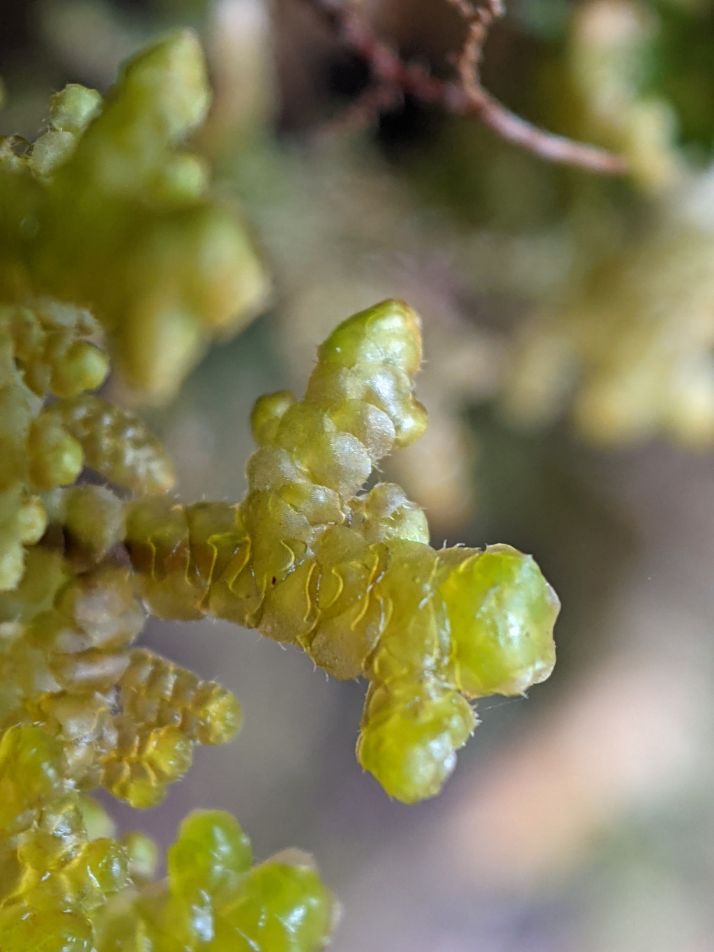 Gackstroemia weindorferi (hero image)