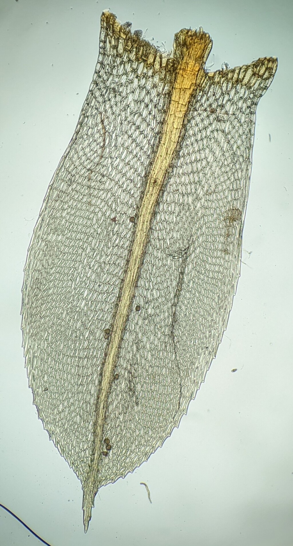 Rosulabryum billarderii (hero image)