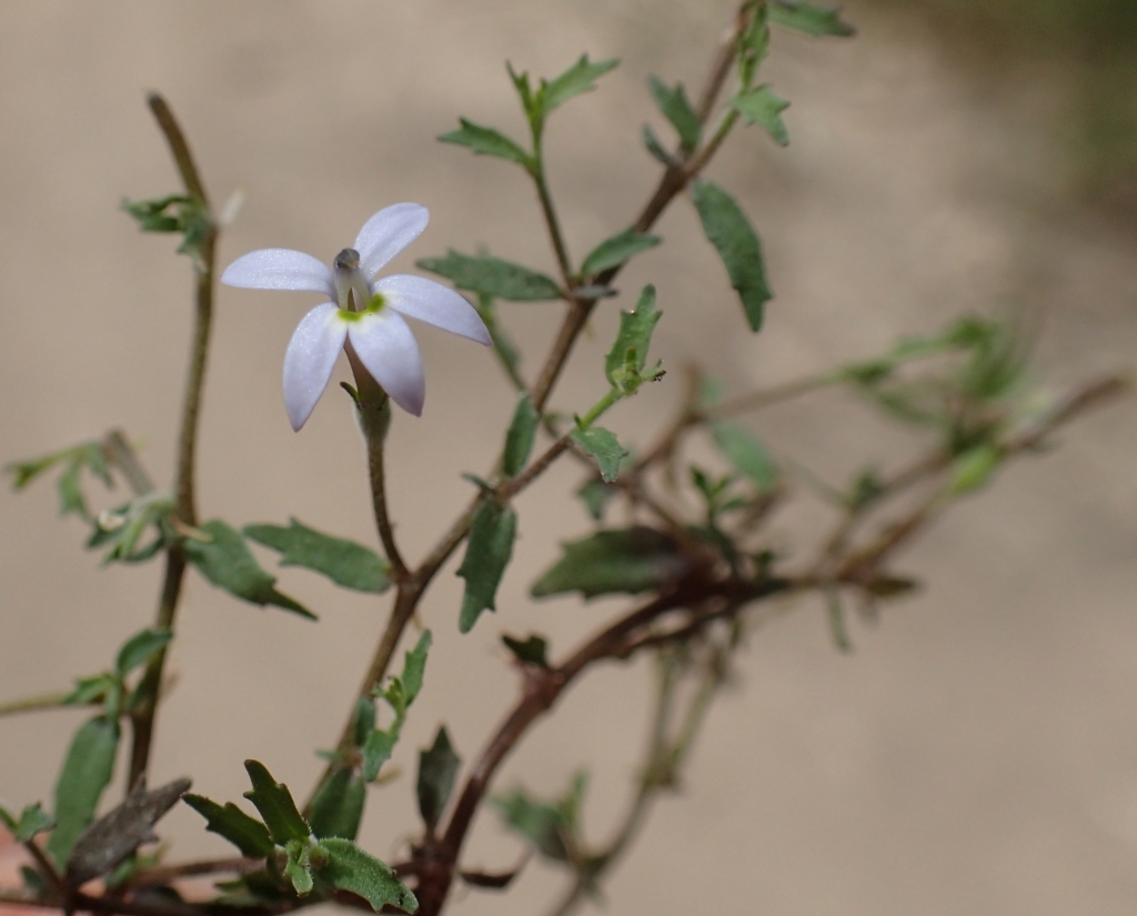 Isotoma tridens (hero image)