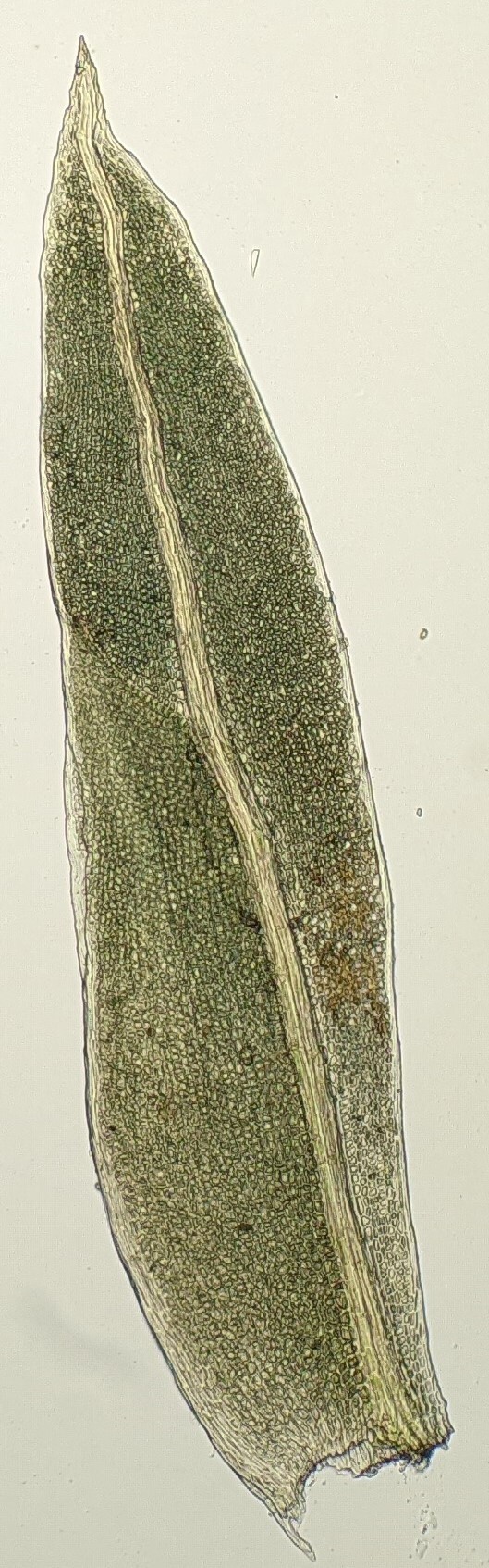 Fissidens leptocladus (hero image)