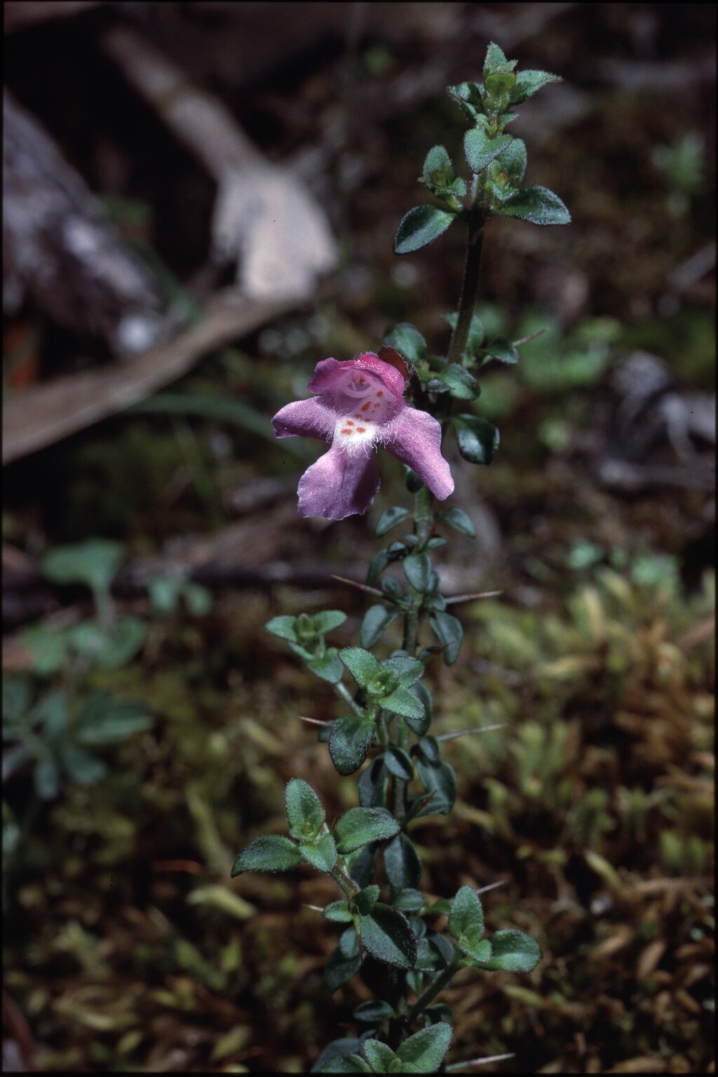 Prostanthera spinosa (hero image)