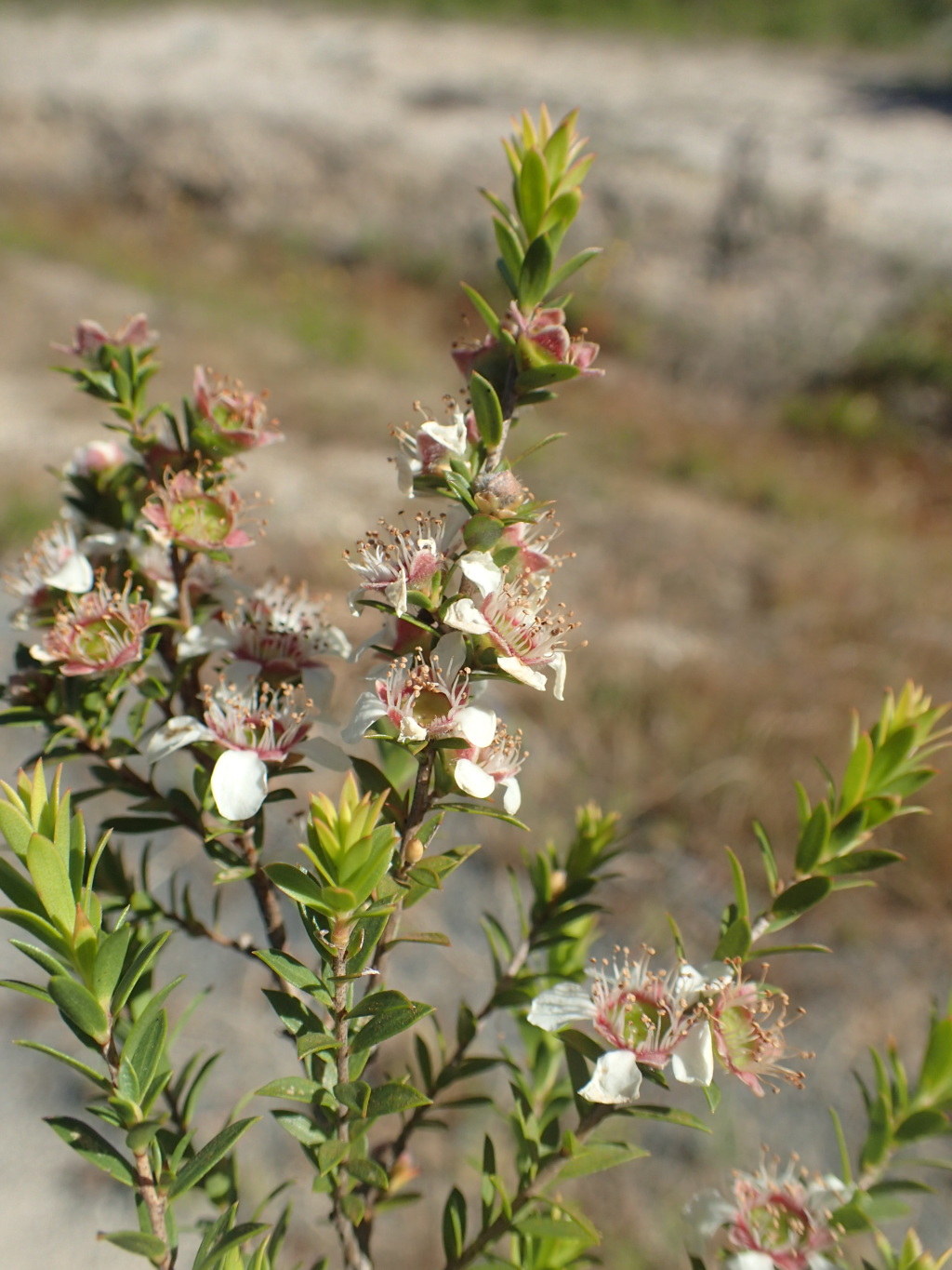 Leptospermum glabrescens (hero image)