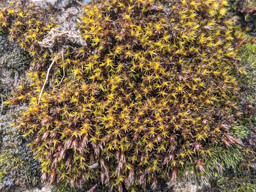 Schistidium apocarpum (hero image)
