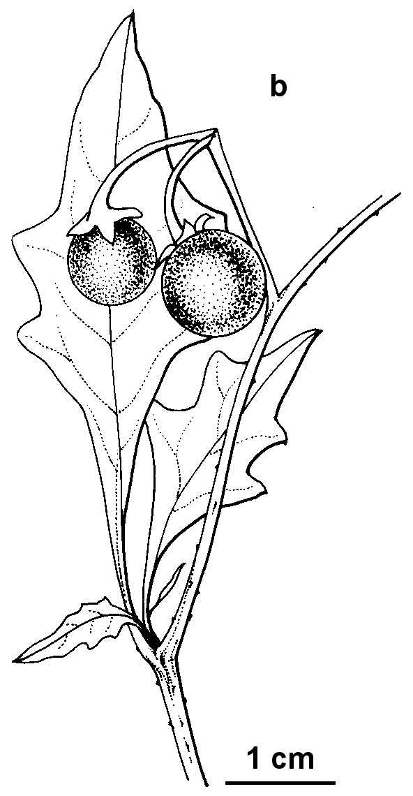 Solanum opacum (hero image)