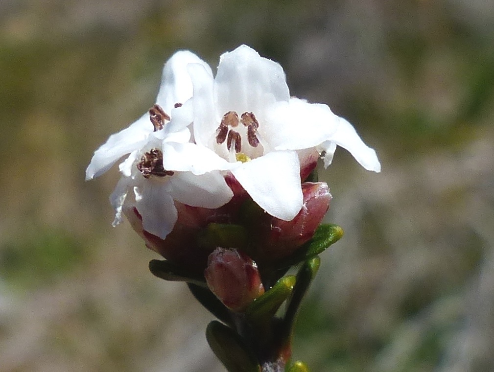 Epacris celata (hero image)