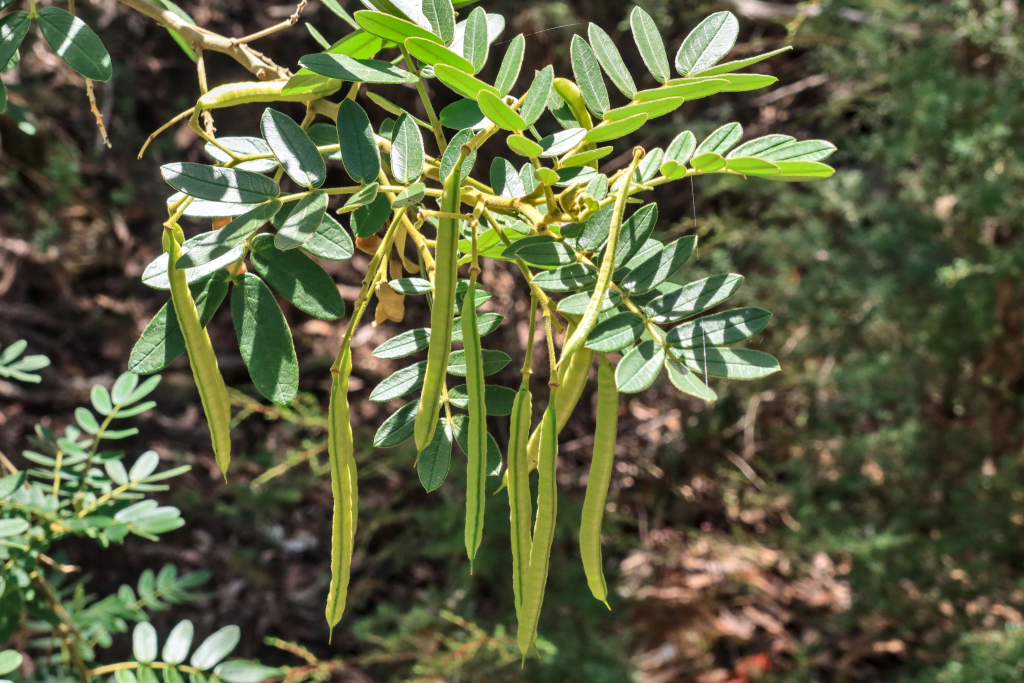 Senna multiglandulosa (hero image)