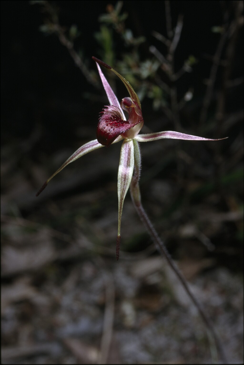 Caladenia robinsonii (hero image)