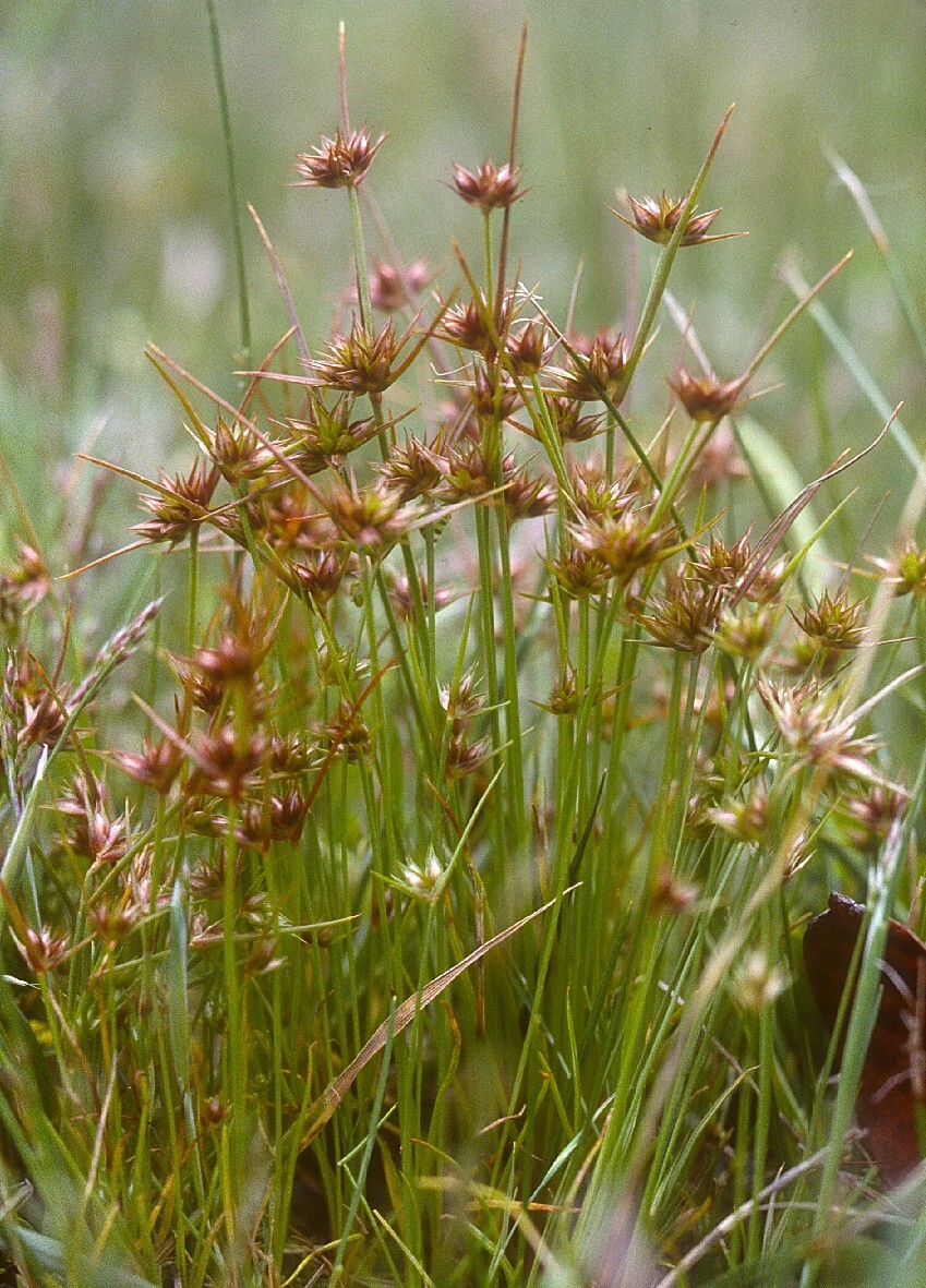 Juncus capitatus (hero image)