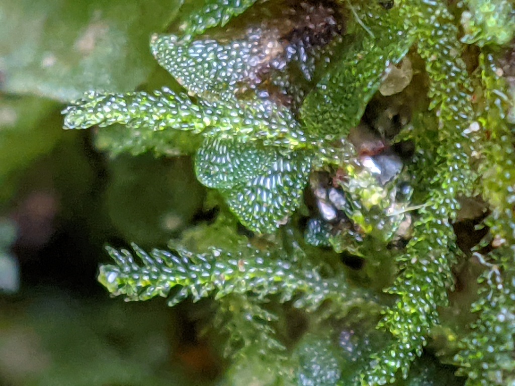 Zoopsis leitgebiana (hero image)