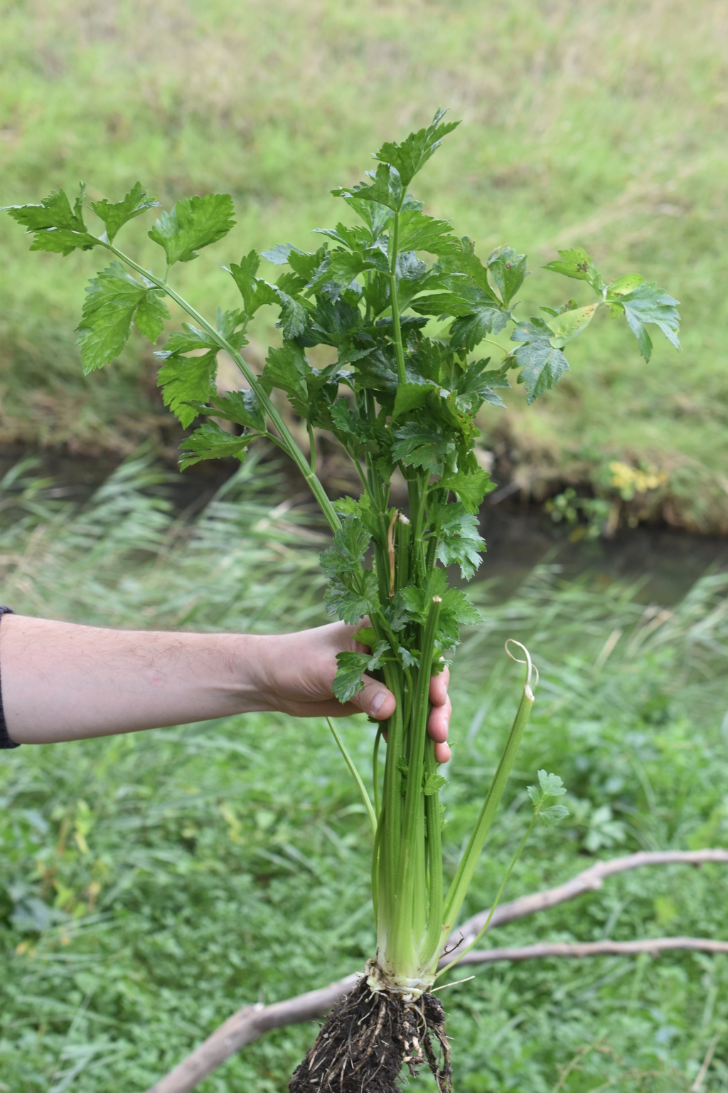 Apium graveolens (hero image)