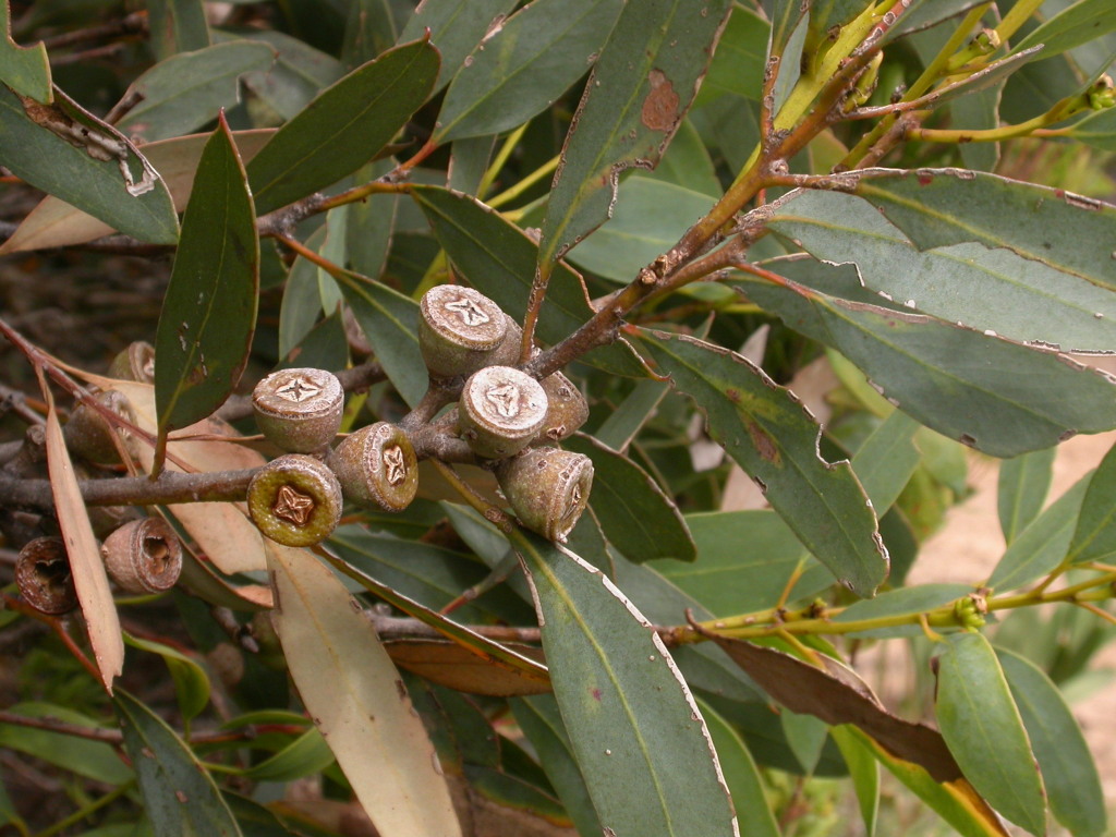 Eucalyptus diversifolia (hero image)