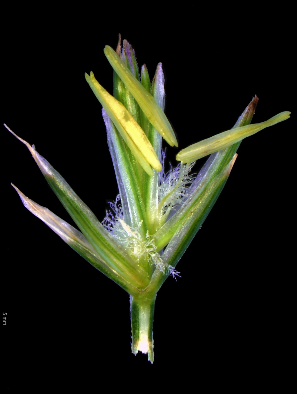 Elymus repens (hero image)