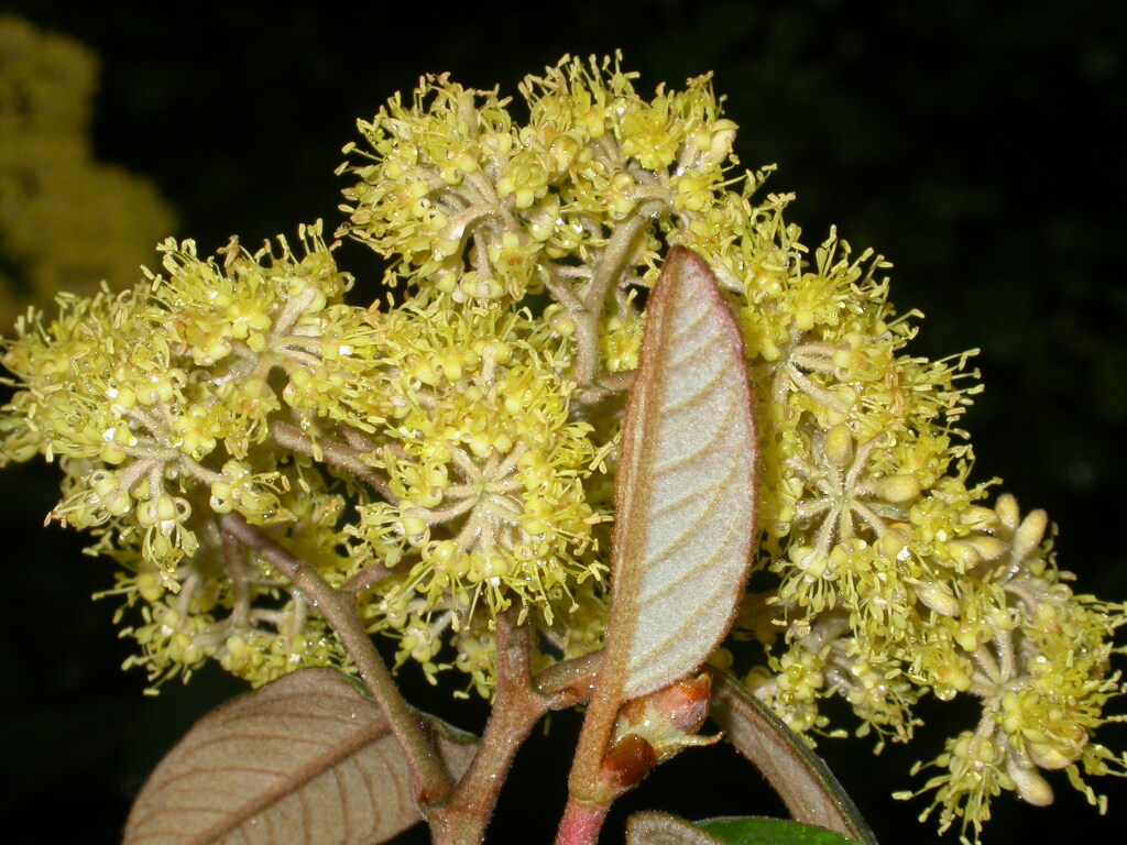 Pomaderris aurea (hero image)