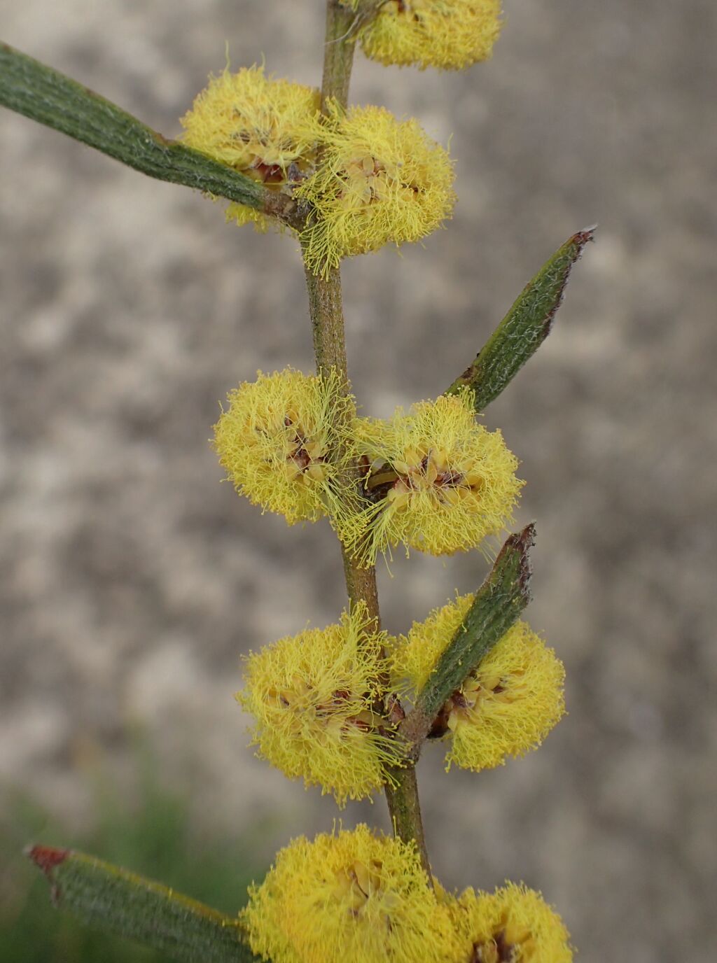 Acacia lanigera var. whanii (hero image)