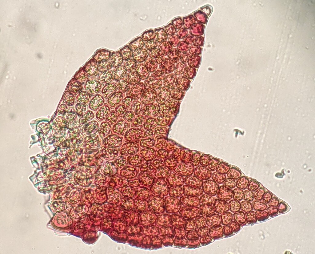 Cephaloziellaceae (hero image)