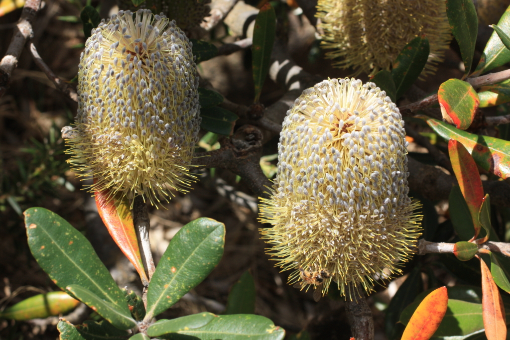 Banksia saxicola (hero image)