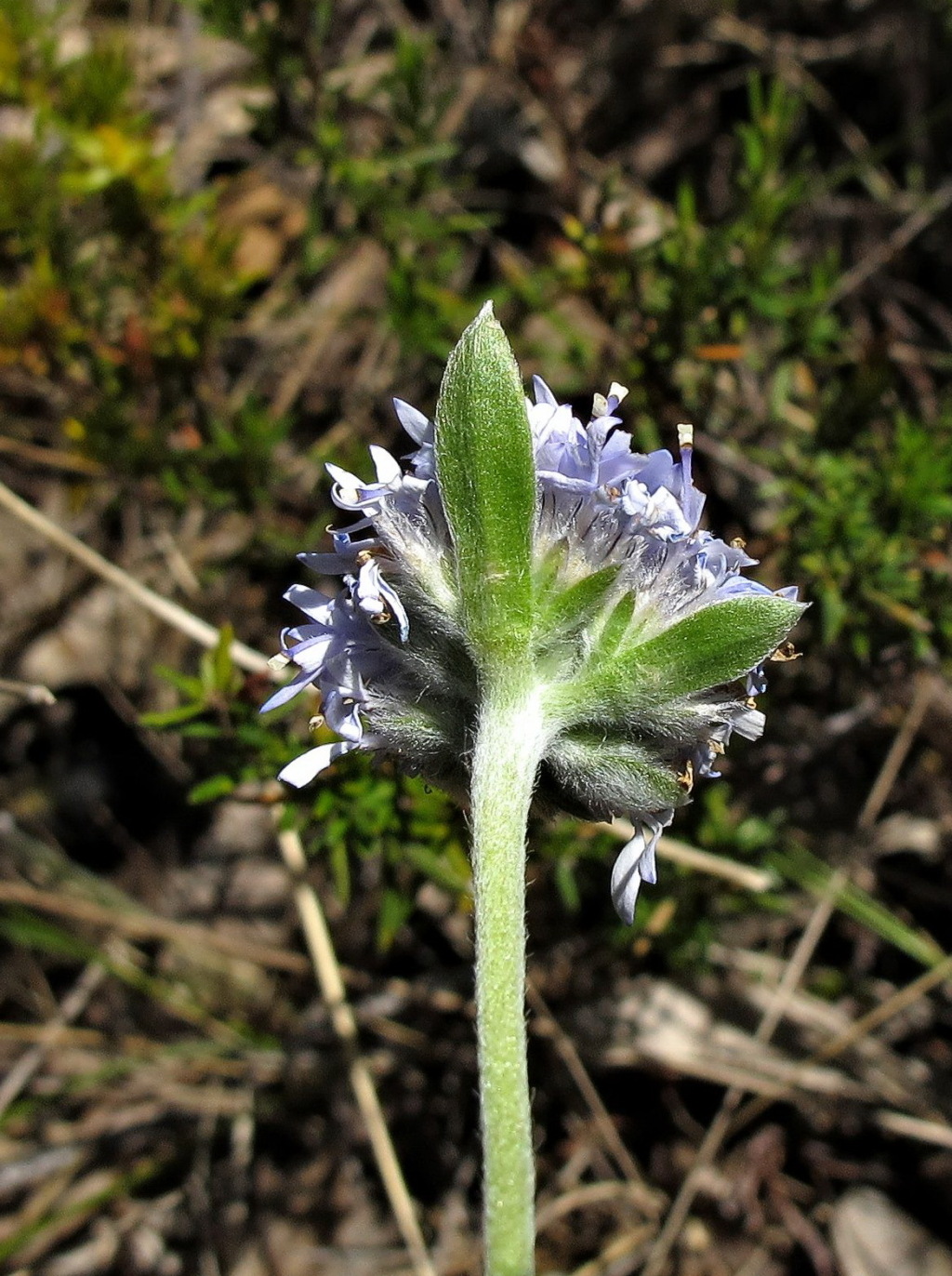 Brunonia australis (hero image)