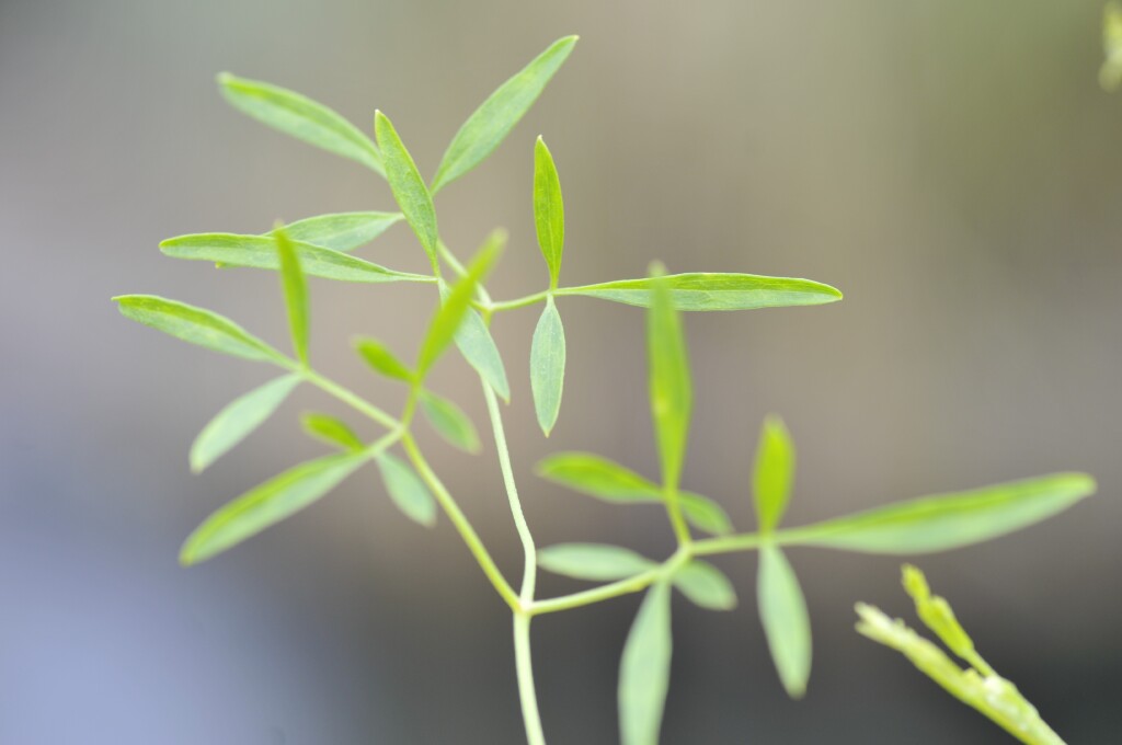 Clematis decipiens (hero image)