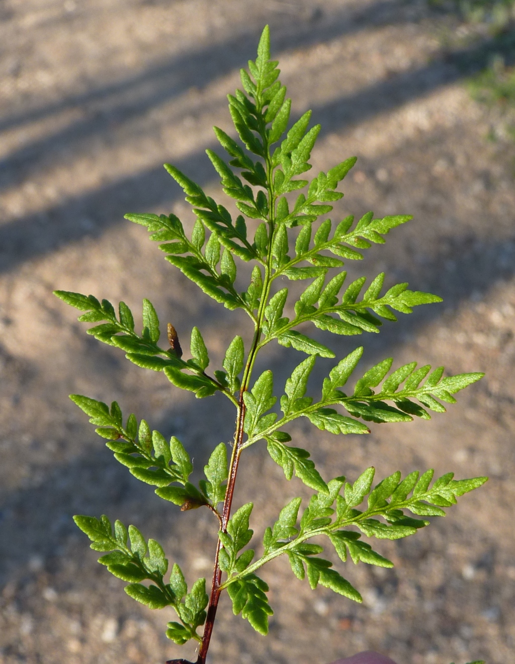 Cheilanthes austrotenuifolia (hero image)