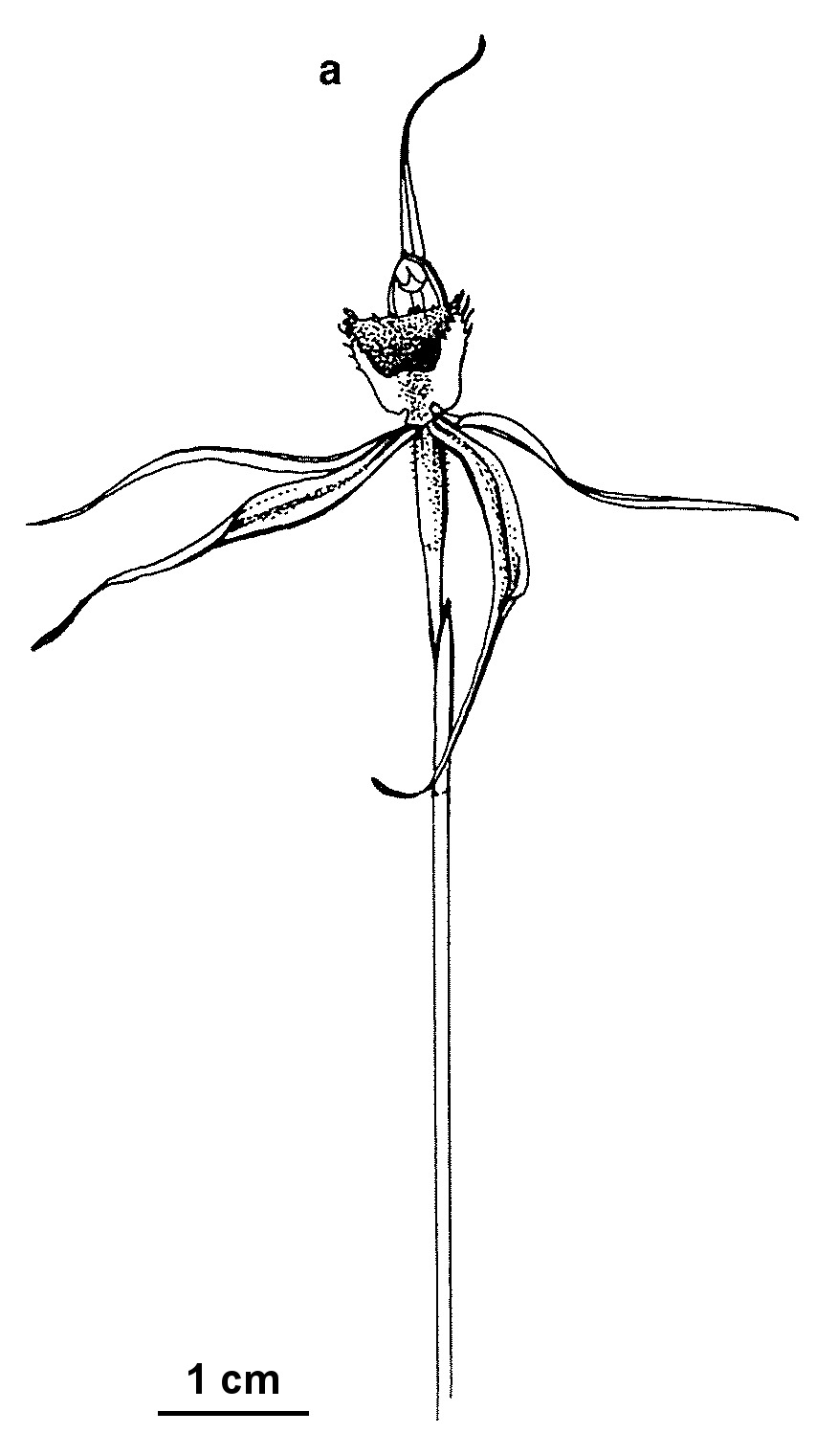 Caladenia fitzgeraldii (hero image)