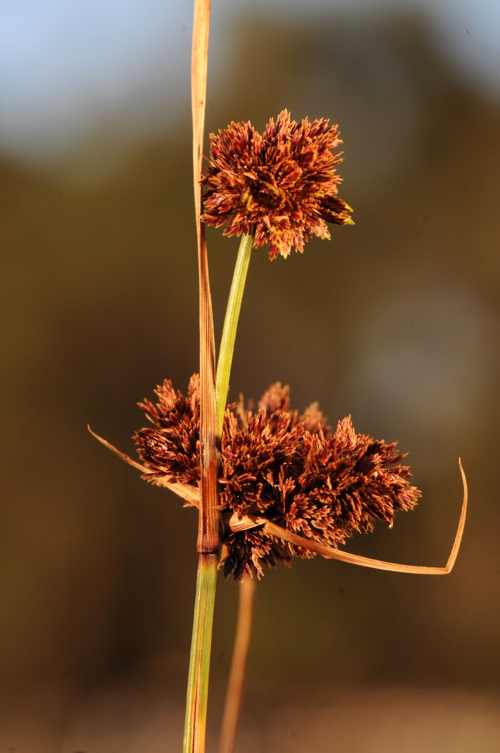 Cyperus reflexus (hero image)