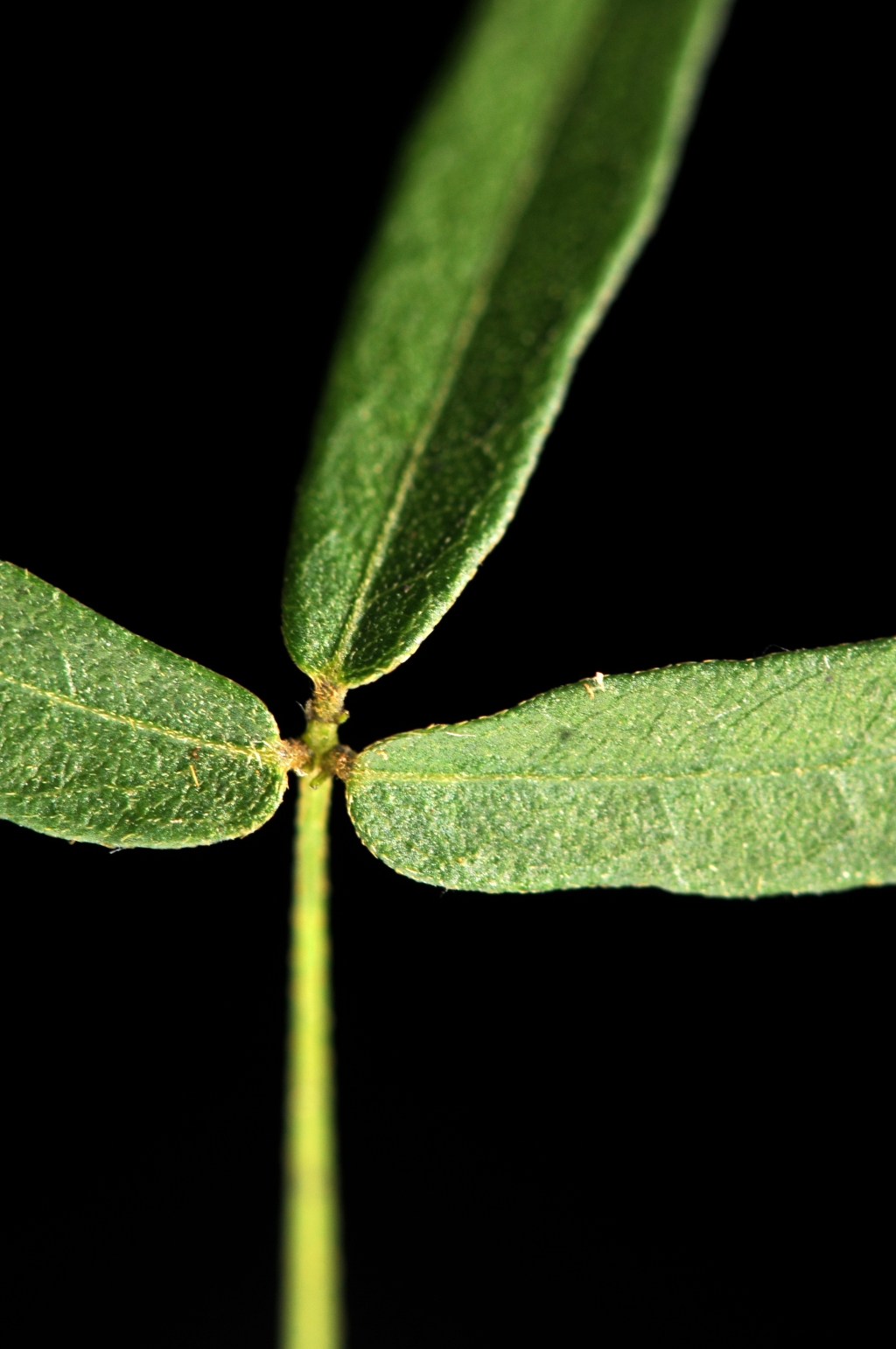 Glycine microphylla (hero image)