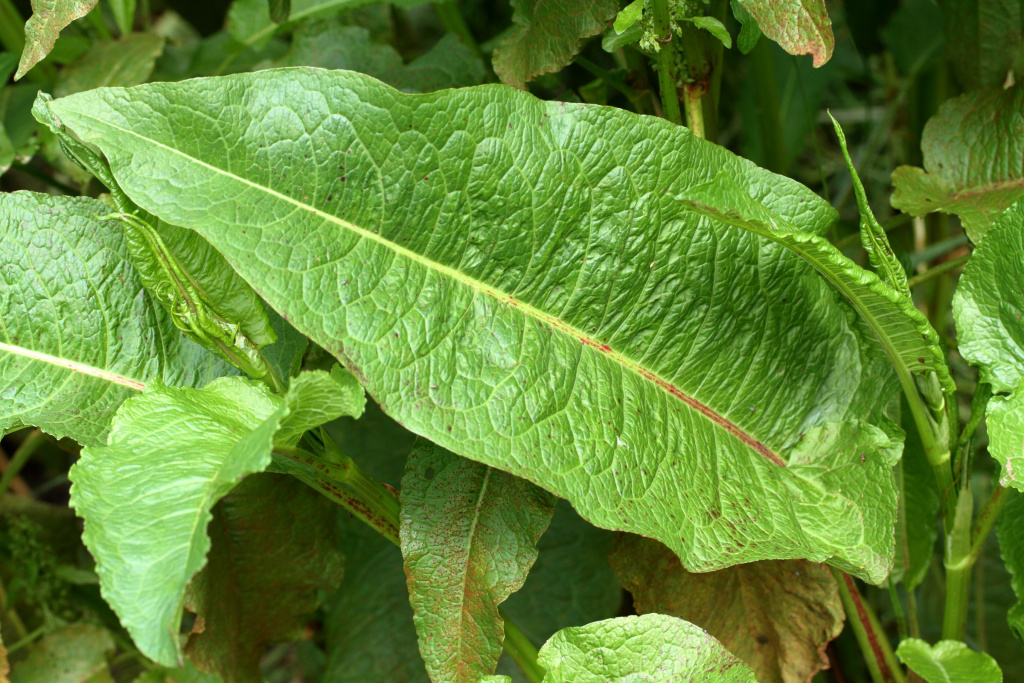 Rumex obtusifolius (hero image)