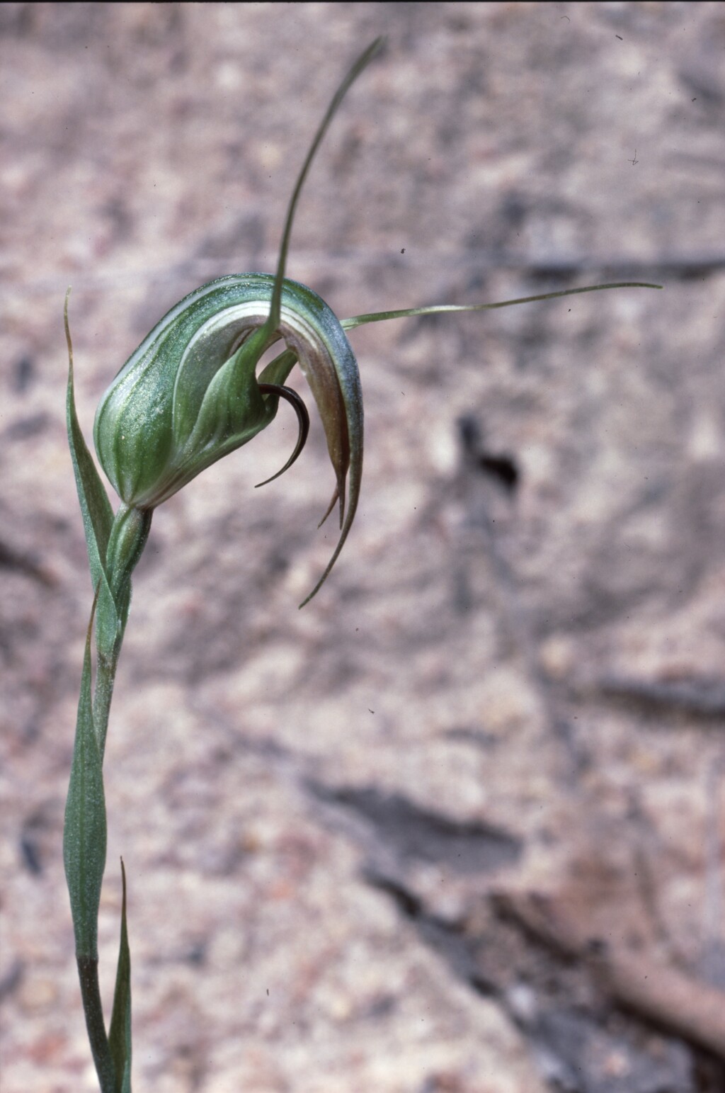 Pterostylis reflexa (hero image)