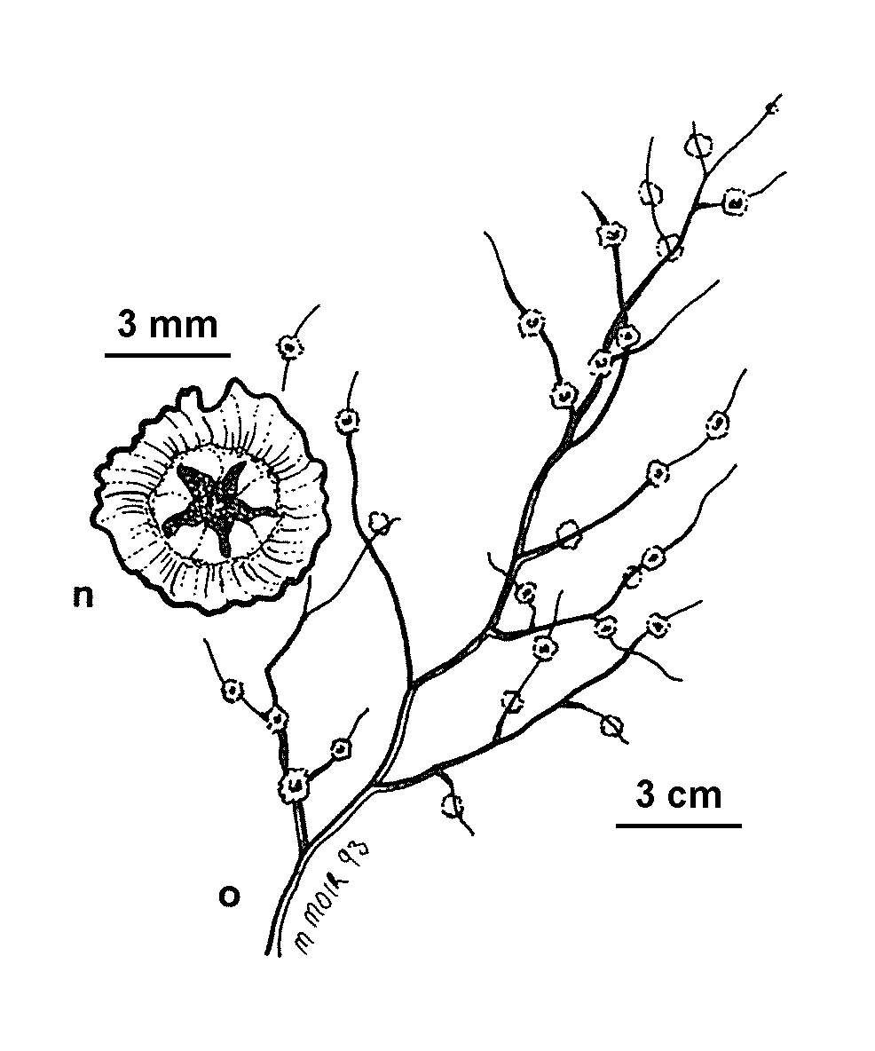 Cycloloma (hero image)