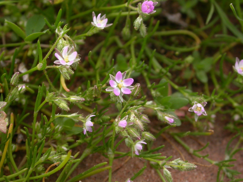 Spergularia marina (hero image)