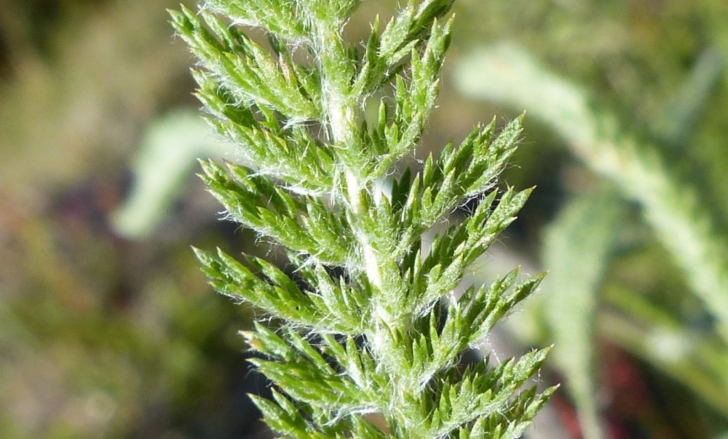 Achillea millefolium (hero image)