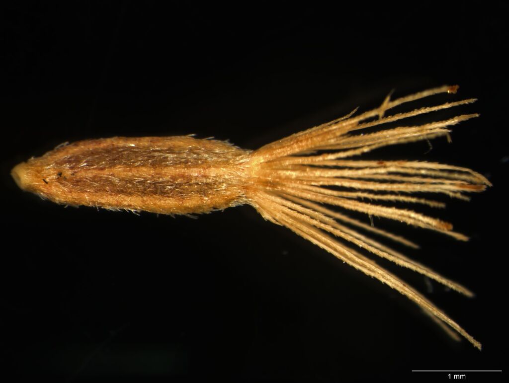 Olearia curticoma (hero image)