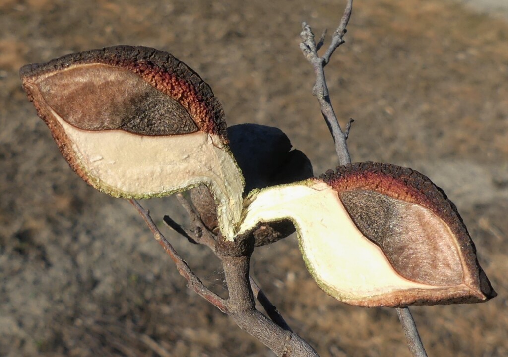 Hakea tephrosperma (hero image)