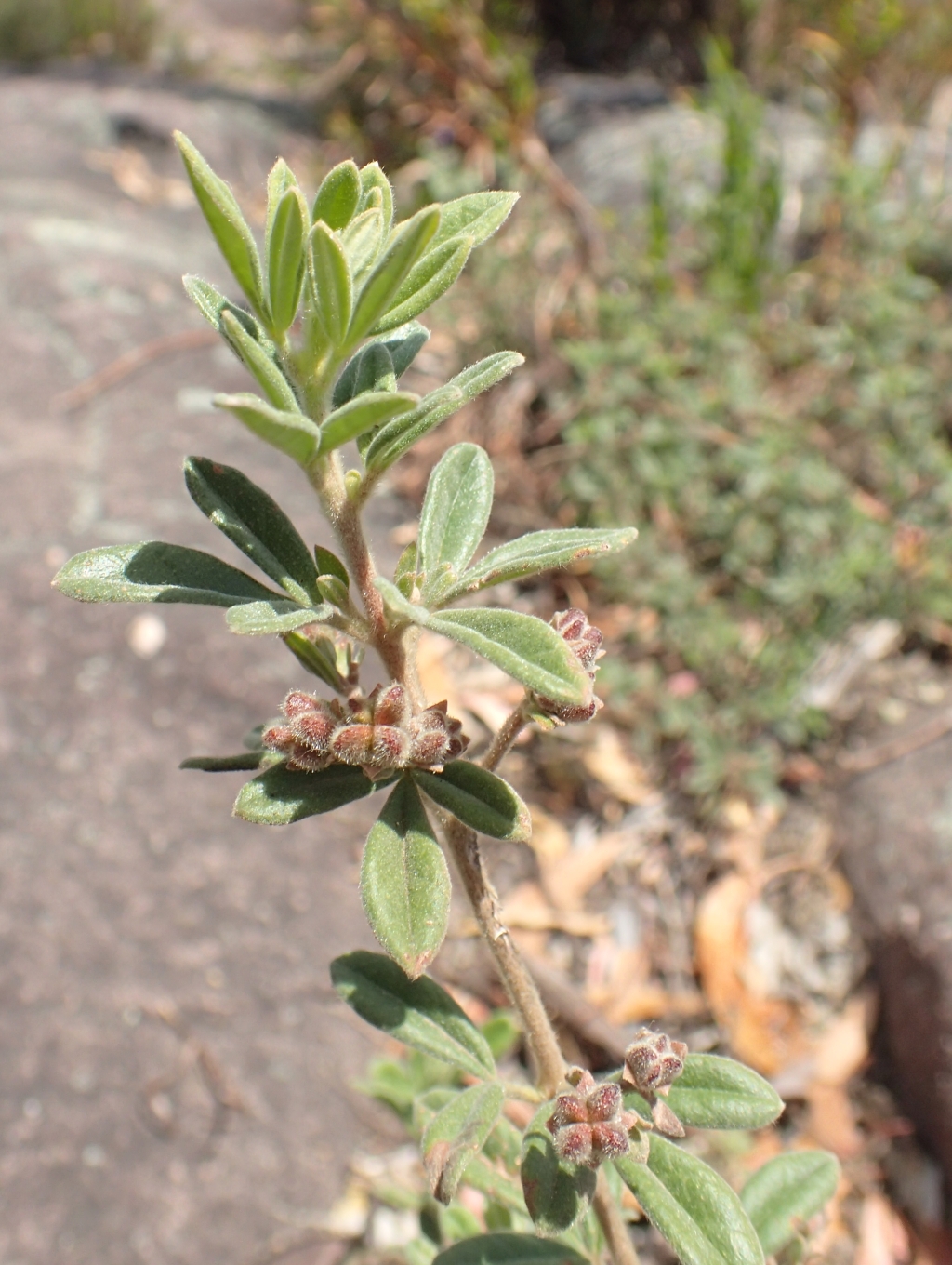 Zieria cytisoides (hero image)