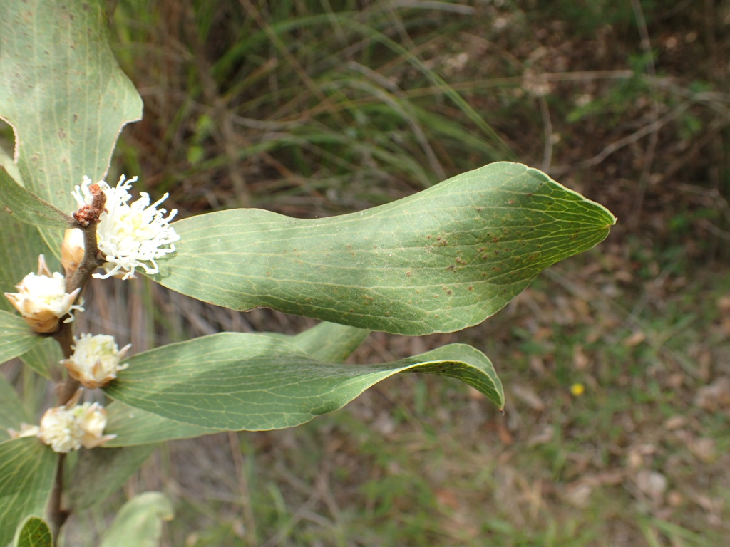 Hakea elliptica (hero image)