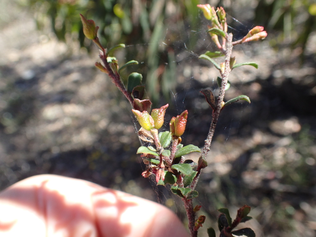 Leionema lamprophyllum subsp. obovatum (hero image)