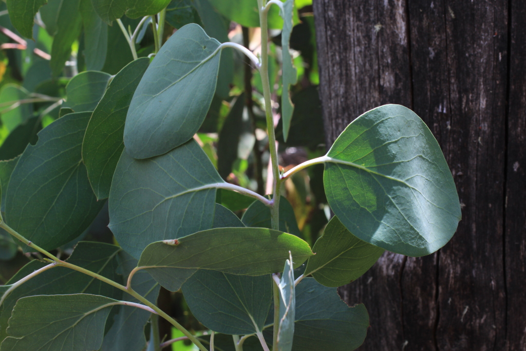 Eucalyptus pauciflora subsp. hedraia (hero image)