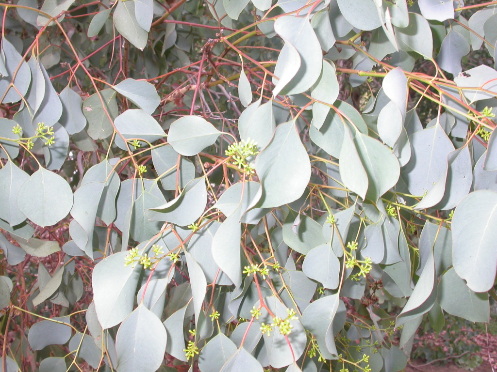 Eucalyptus baueriana (hero image)