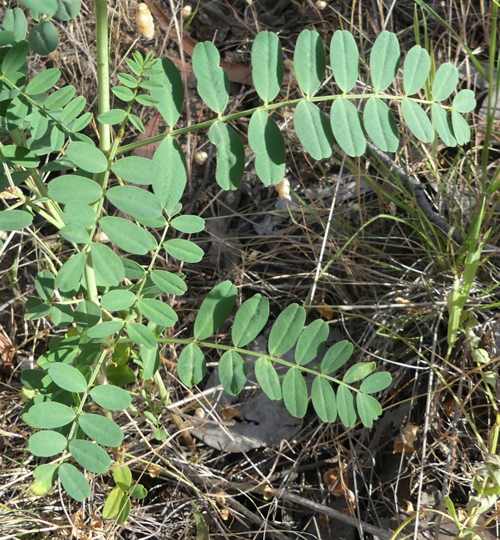 Swainsona galegifolia (hero image)