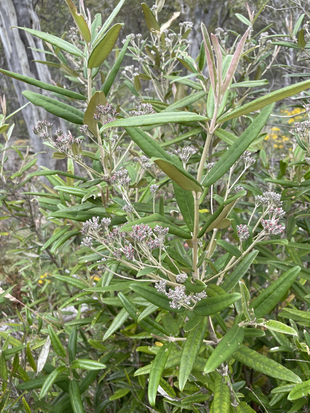 Olearia aglossa (hero image)