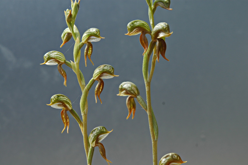 Pterostylis pusilla (hero image)