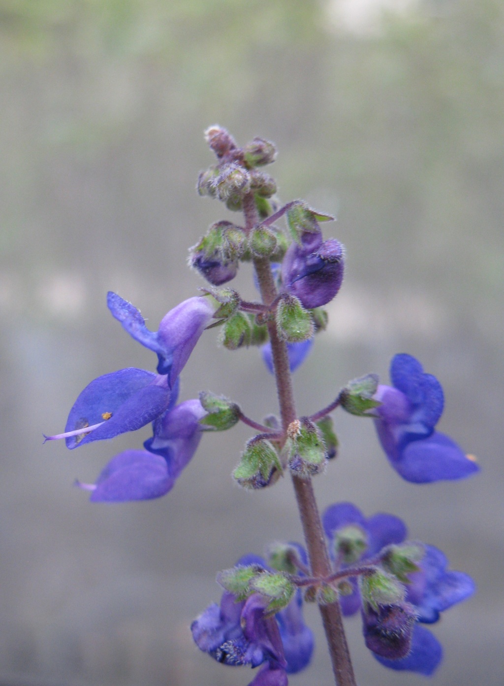 Coleus (hero image)